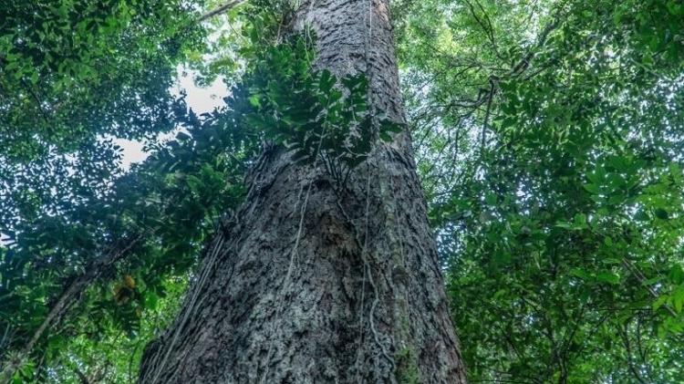 A maior árvore da América Latina, um angelim-vermelho de 88,5 metros de altura, pertence a uma espécie dependente de luz cujas mudas são intolerantes à sombra; daí seu crescimento em busca do sol