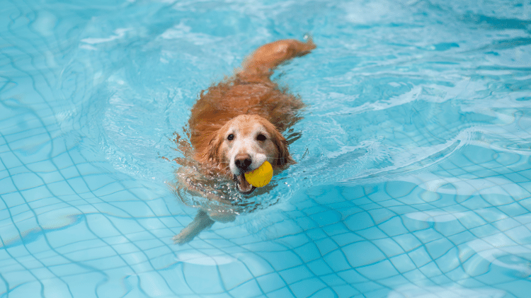 Golden retriever Golden retriever