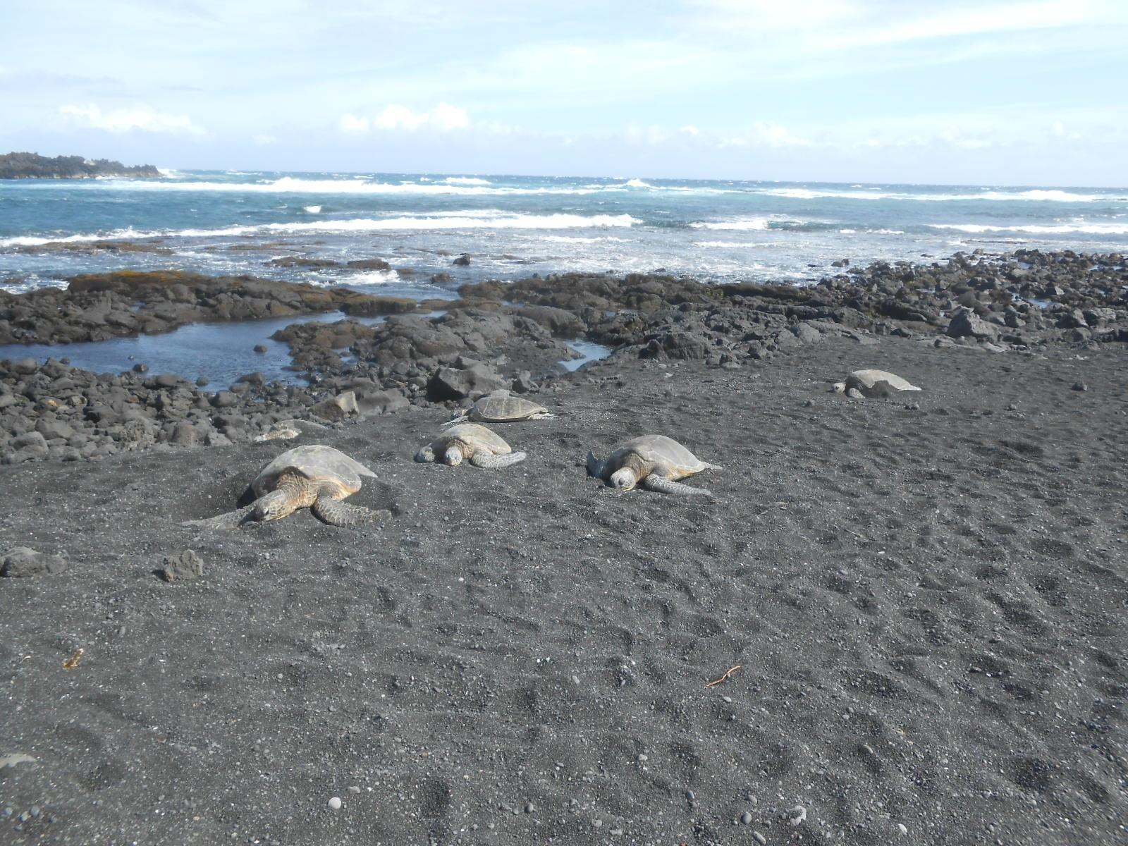 Punalu'u, Havaí - Getty Images