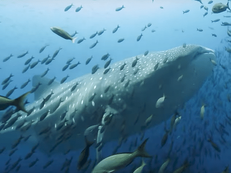 Cena de "Blue Planet II" - Divulgação