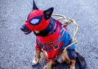 Esta cachorra é a cosplayer mais fofa da San Diego Comic-Con - Reprodução/Instagram