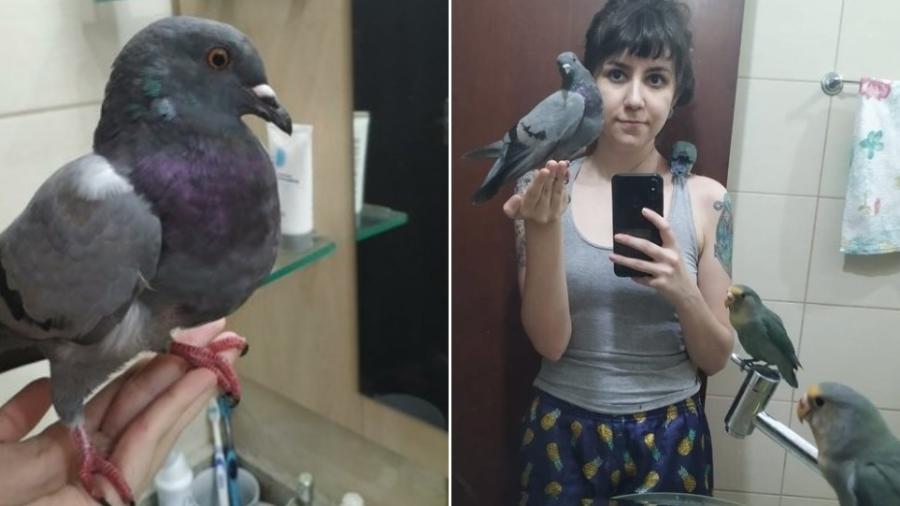 Ela adotou um pombo perdido e está à espera do dono - Reprodução/Twitter