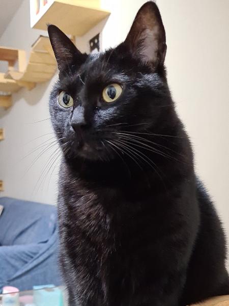 A gatinha Frida - Arquivo pessoal - Arquivo pessoal