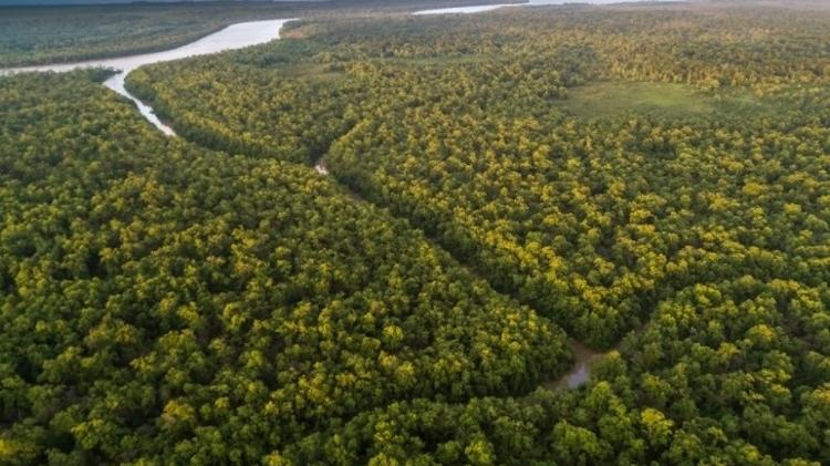 Foto aérea amazônia - André Dib - André Dib