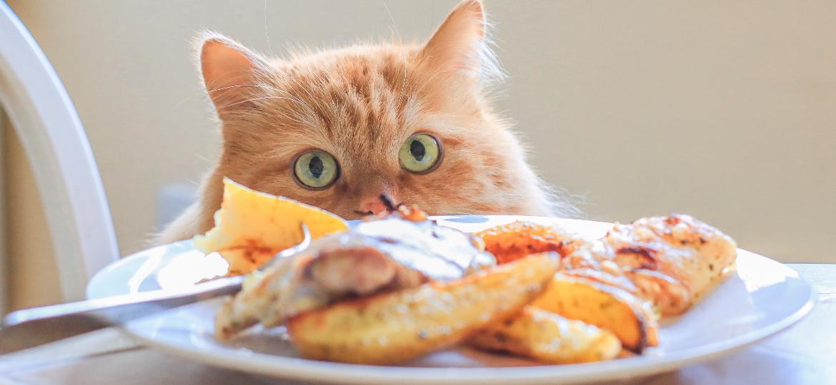 Na hora de alimentar seu cão ou gato, nunca caia na tentação de dar o mesmo alimento que os humanos consomem - Getty Images/iStockphoto