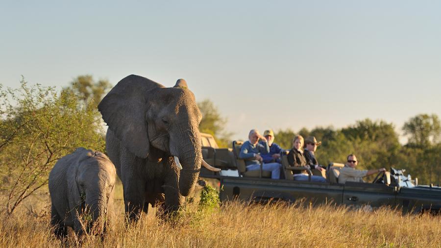 Elefantes no Sabi Sabi Private Game Reserve, na África do Sul: Turismo da região iniciava sua recuperação, que pode ser fortemente impactada pelas medidas de prevenção à nova variante - Divulgação/Sabi Sabi Private Game Reserve