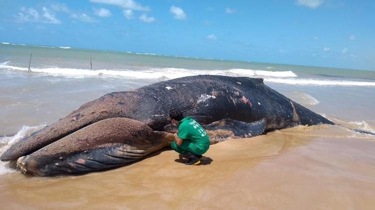 O atendimento aos encalhes de baleias mortas é muito importante, pois permite obter informações que podem ajudar a salvar outras baleias. Na foto, o médico veterinário avalia uma baleia-jubarte que encalhou morta no litoral de Alagoas - Acervo Instituto Biota de Conservação - Acervo Instituto Biota de Conservação
