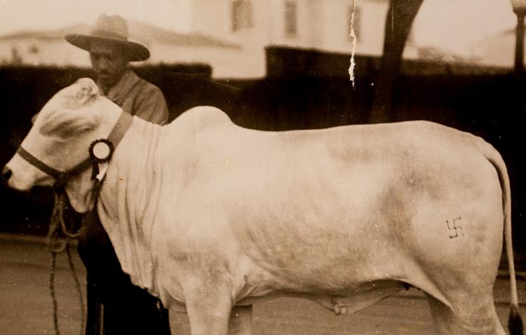 Reproducao de fotos encontradas nas fazendas da família Rocha Miranda em Campina do Monte Alegre interior de Sao Paulo, onde o gado era marcado com a suástica nazista