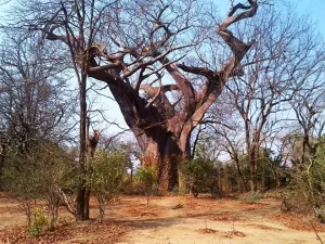 Árvore da morte: vítimas de lepra eram forçadas a viver dentro deste baobá
