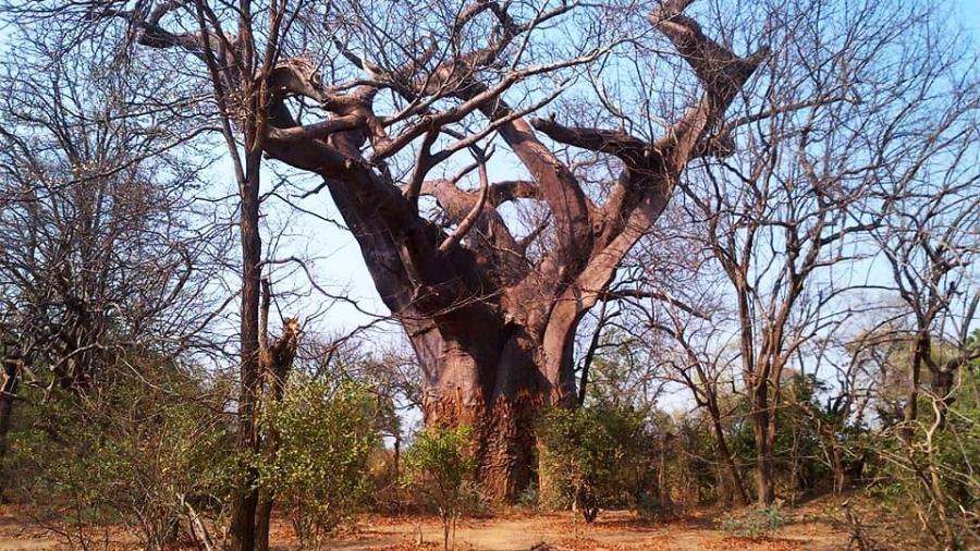 Conhecido como 'árvore da lepra', este baobá fica no Parque Nacional Liwonde, em Malauí