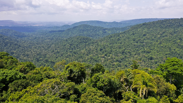 Área de Mata Atlântica preservada