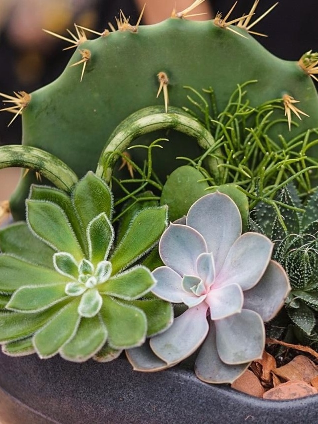 Plantas suculentas: descubra como cuidar e os principais tipos