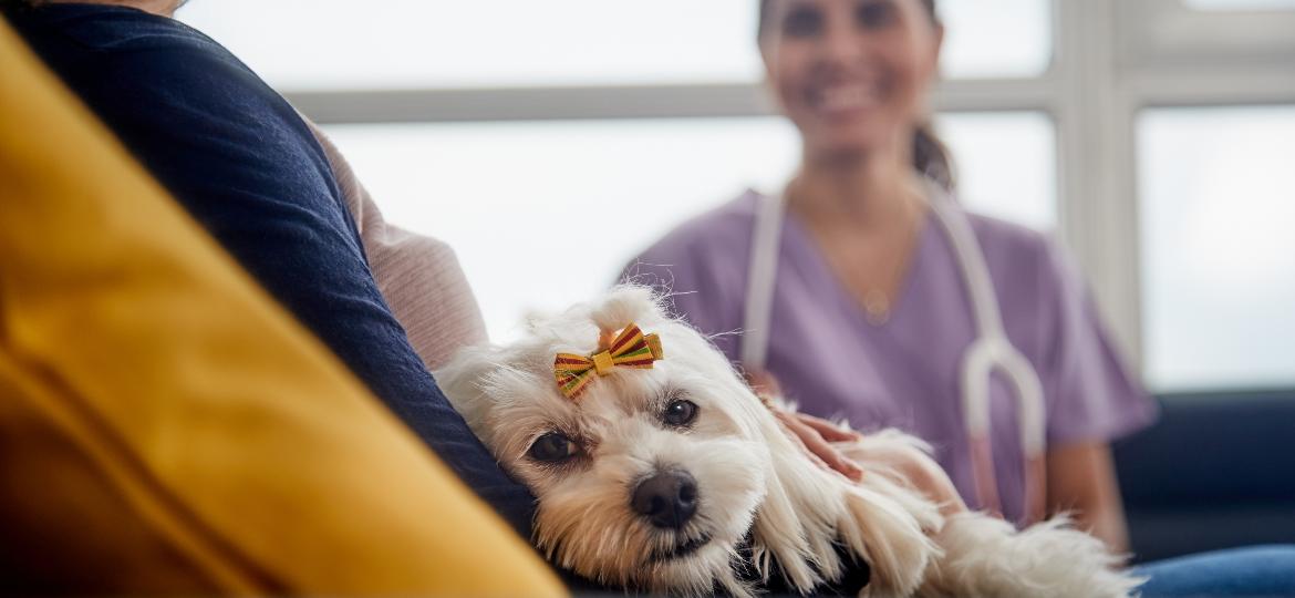 Veterinário a domicílio tem sido uma saída para os tutores que querem menos estresse para seus pets - Getty Images