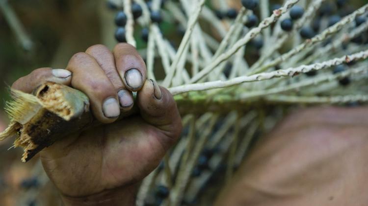 Açaí - Renan Martelli da Rosa/Getty Images/iStockphoto - Renan Martelli da Rosa/Getty Images/iStockphoto