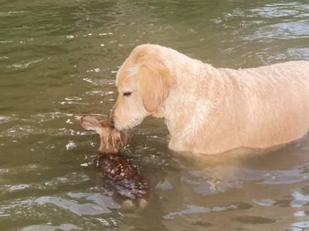 Cãozinho chamado Harley ajudou veado a cruzar um lago - Reprodução/Facebook