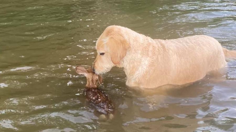 Cãozinho chamado Harley ajudou veado a cruzar um lago - Reprodução/Facebook