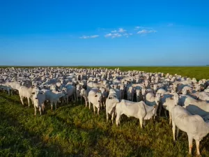 Tales: Boicote ao Carrefour pode impactar preço da carne no Brasil