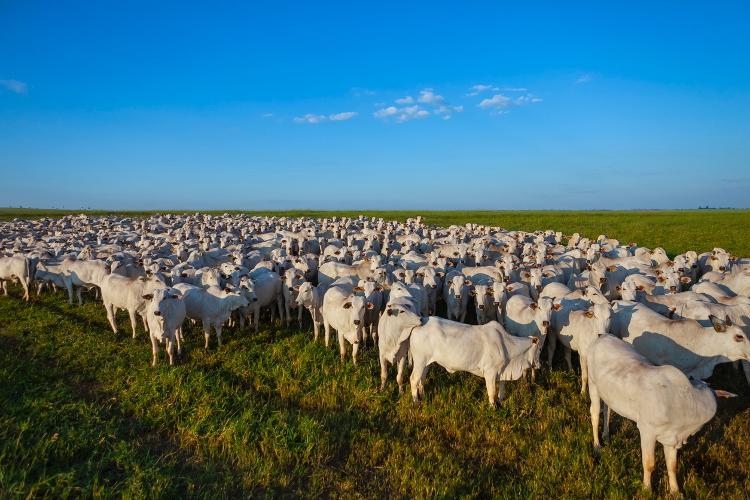 Rebanho de Nelore em Mato Grosso do Sul - Erich Sacco/Getty Images/iStockphoto - Erich Sacco/Getty Images/iStockphoto