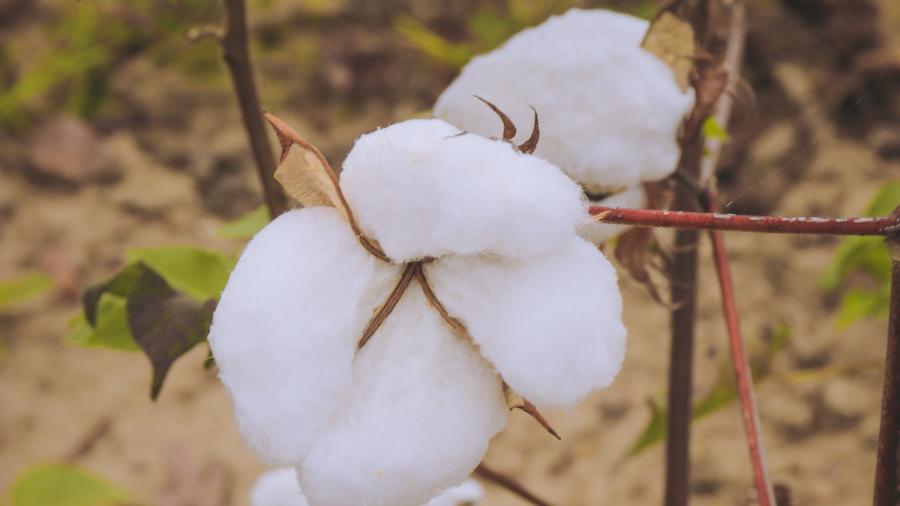SLC foca na produção e exportação de milho, soja e também de algodão - Divulgação