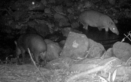 Câmeras especiais registram antas no Parque Estadual Cunhambebe