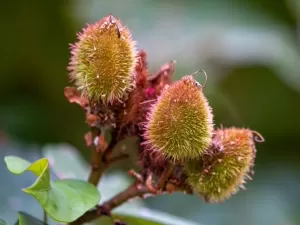 Urucum combate inflamação e pode ajudar quem tem gordura no fígado