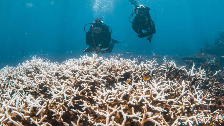 Mergulhadores inspecionam o branqueamento do recife Ningaloo, na Austrália Mergulhadores inspecionam o branqueamento do recife Ningaloo, na Austrália