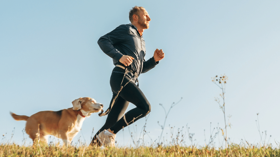 Mais do que fazer exercício, os cães aproveitam a atividade física como uma chance de explorar o mundo Mais do que fazer exercício, os cães aproveitam a atividade física como uma chance de explorar o mundo
