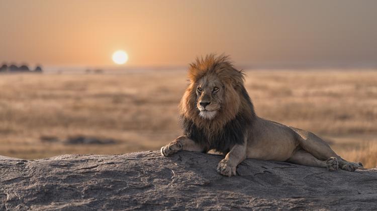 Leão no Serengeti National Park, Tanzânia Leão no Serengeti National Park, Tanzânia