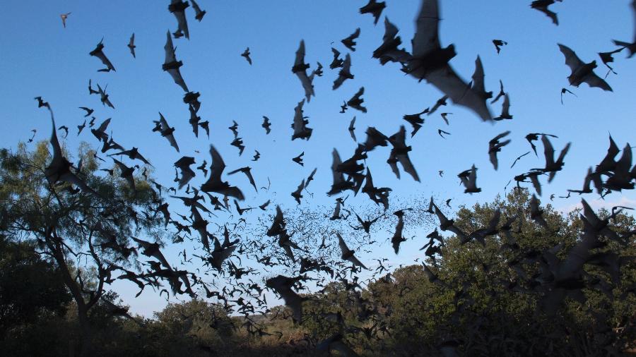 Morcegos são bem comuns nas cidades do Texas, como Austin - Getty Images