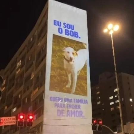 Projeção de cães e gatos na Avenida Paulista fez parte de iniciativa para combater o abandono de animais domésticos e incentivar a adoção - Ampara Animal