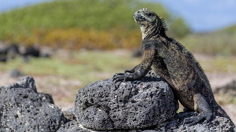 Iguana no Galápagos - Getty Images/500px - Getty Images/500px