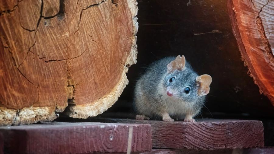 Antechinus