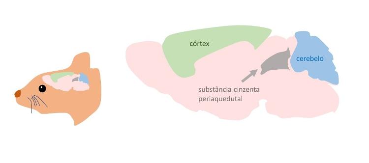 Imagem ilustra regiões do cérebro de camundongos 