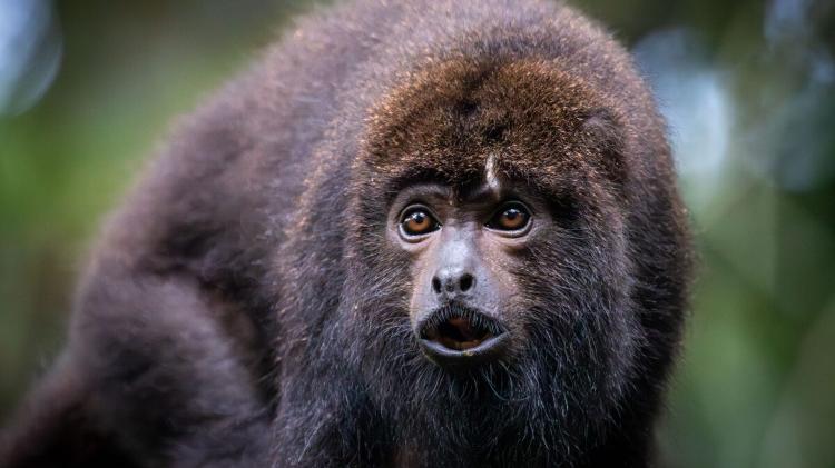 Hope, uma fêmea do segundo grupo de bugios-ruivos reintroduzidos no Parque Nacional da Tijuca