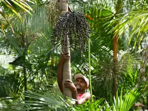 Dia da Amazônia: bioeconomia é ferramenta para reduzir desigualdades