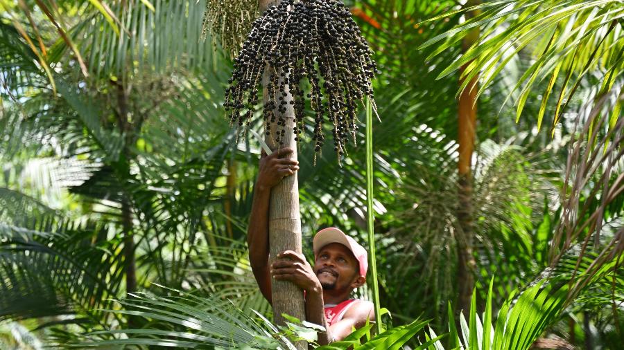 Agricultor colhe açaí em sua plantação em Abaetetuba, no Pará