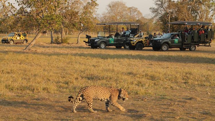 Avistamento de onça durante passeio da Onçafari Avistamento de onça durante passeio da Onçafari