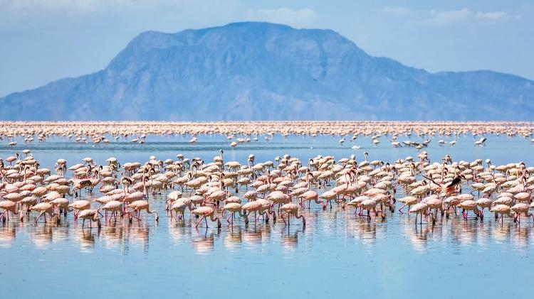 É também possível admirar milhares de flamingos no lago Natron - Getty Images/iStockphoto - Getty Images/iStockphoto
