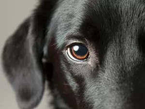 Olhar fixamente para o seu cão pode conectar seu cérebro com o dele