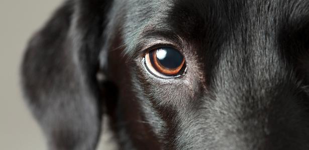 Olhar fixamente para o seu cão pode conectar seu cérebro com o dele