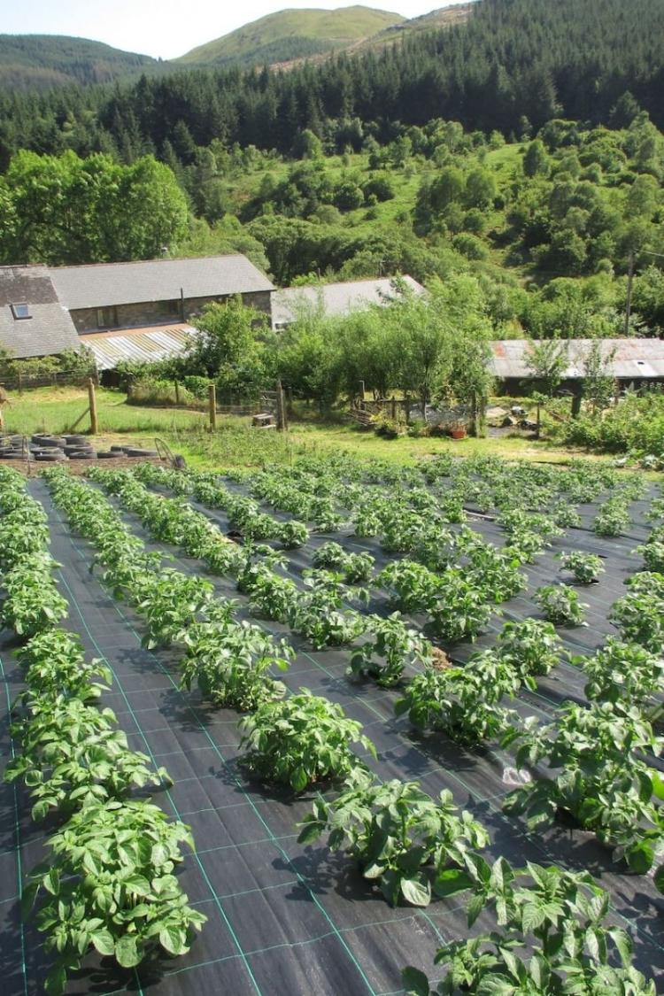 Blaeneinion, the anti-vaccine eco-resort in Wales (5) - Reproduction - Reproduction