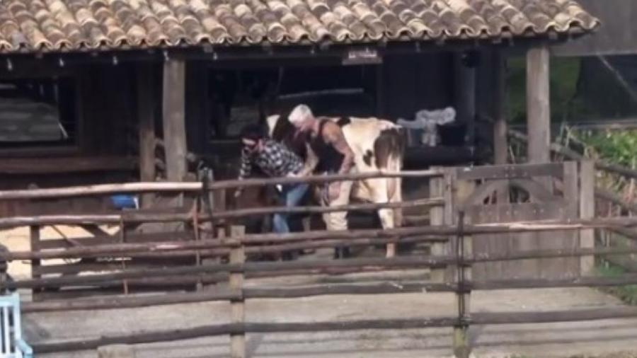 A Fazenda 2021: Rico Melquiades e Gui Araujo tentam separar bezerro da vaca - Reprodução/PlayPlus