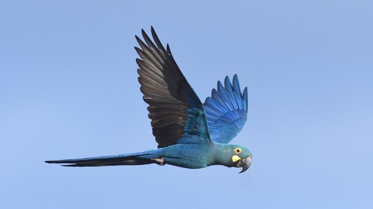 Arara-azul-de-lear está em risco de extinção e construção de complexo eólico preocupa protetores. - AGAMI stock/Getty Images/iStockphoto - AGAMI stock/Getty Images/iStockphoto