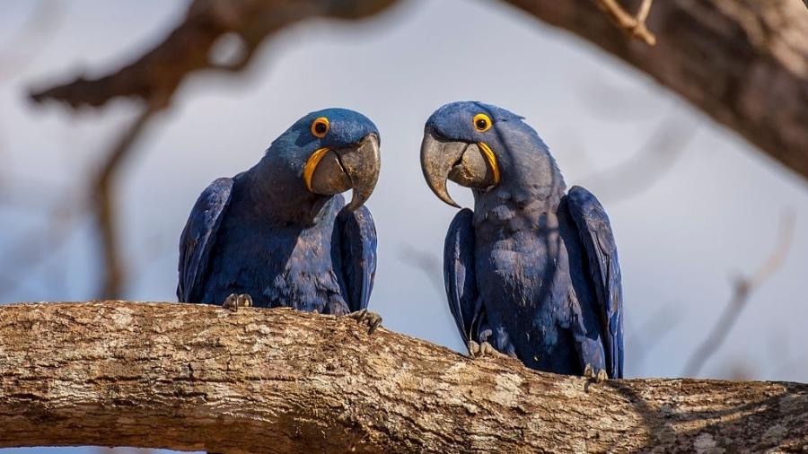 Casal de araras no Pantanal, centro-oeste do Brasil - Wolfgang Kaehler/Wolfgang Kaehler