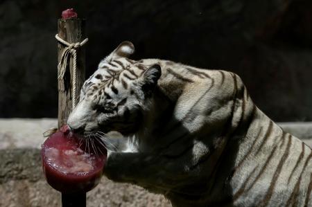 Onça-pintada ganha picolé de sangue de cavalo em meio à onda de calor nos  EUA