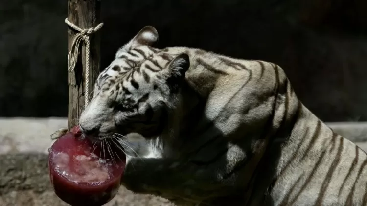 Tigre de bengala - Antonio Masiello/Getty Images - Antonio Masiello/Getty Images
