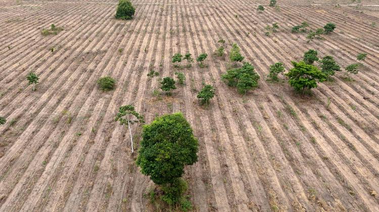 Antiga fazenda de gado sendo reflorestada na região amazônica