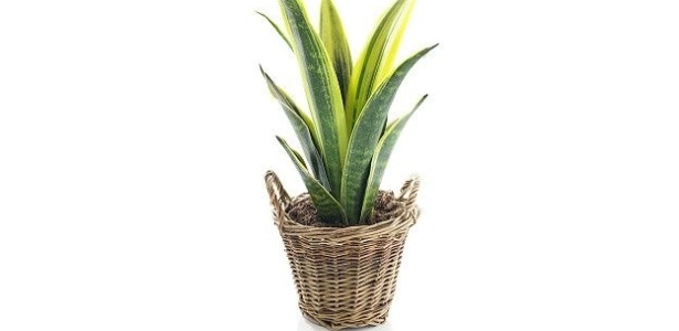 Thinkstock