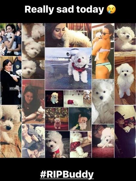 Homenagem de Demi Lovato ao seu cachorro, Buddy - Reprodução/Instagram - Reprodução/Instagram