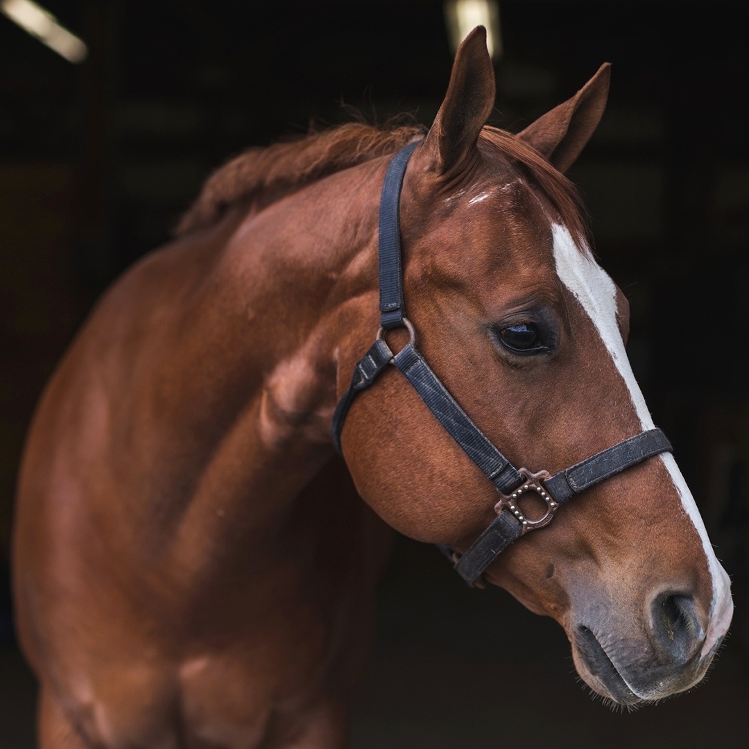 Vídeo mostra cavalo puxando metade de carro como se fosse carroça